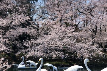 Cerezos en flor en el parque Inokashira