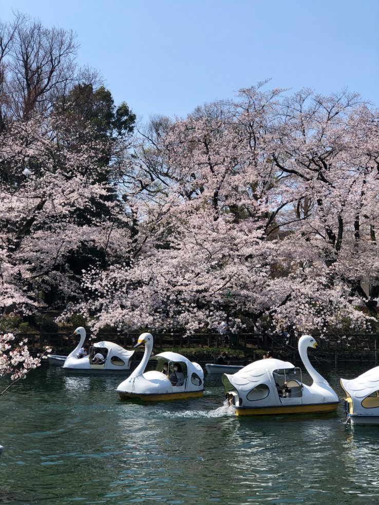 Cerezos en flor en el parque Inokashira