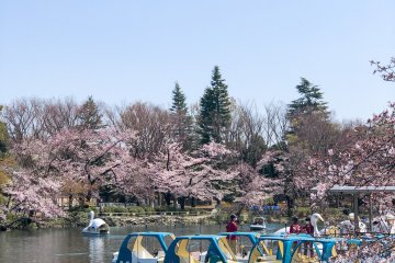 Paseos en bote en parque Inokashira