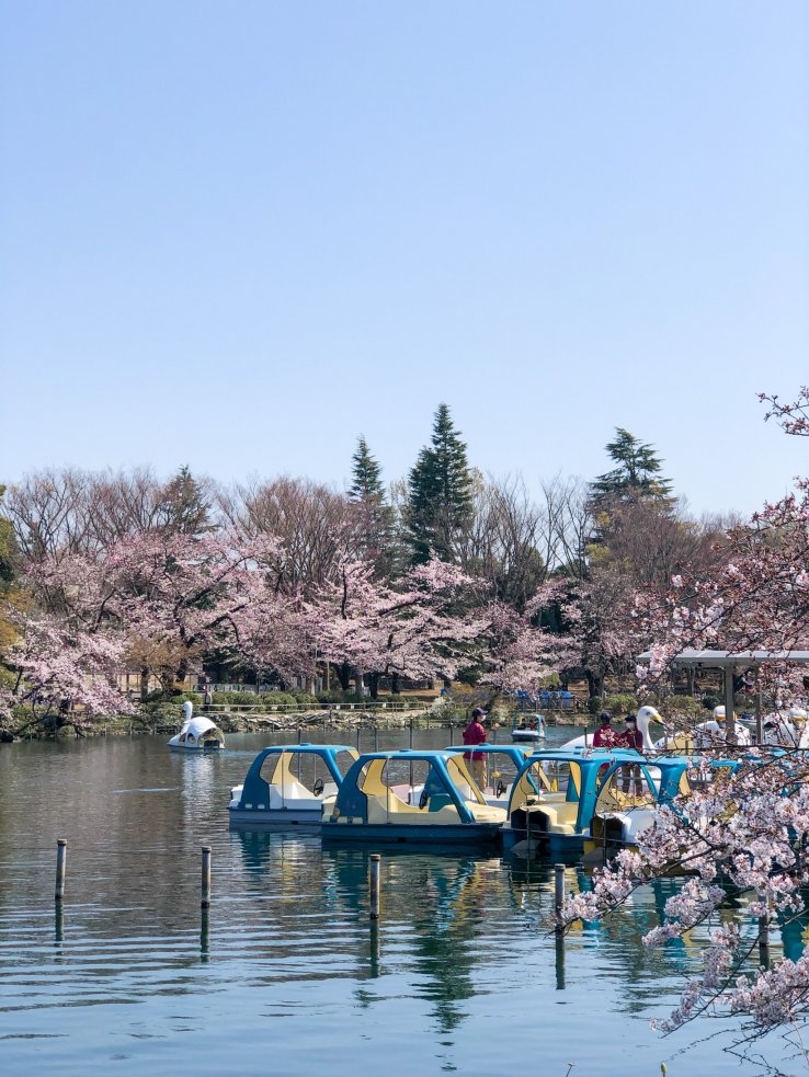 Boat Rides at Inokashira Park
