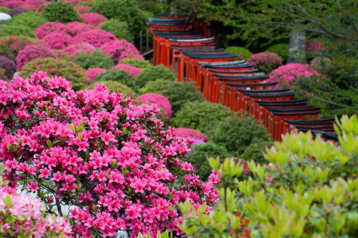 Azaleas at Nezu Shrine