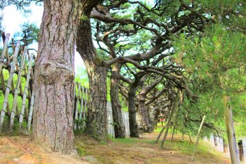 The hakomatsu box pines