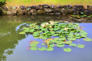 Water lilies
