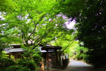 The beautiful scenery in Ritsurin Park