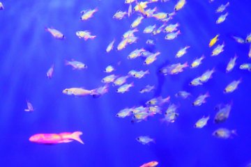 A large school of small fish