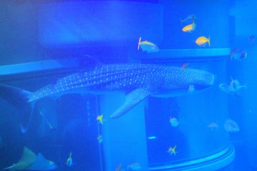 The whale shark