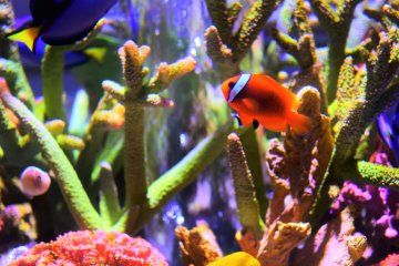 A clown fish