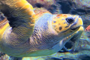 A sea turtle