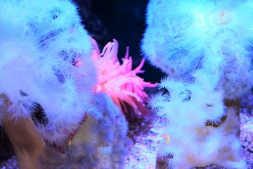 A sea anemone