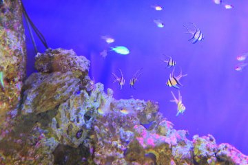Tropical fish