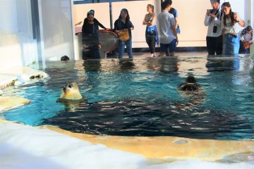 The seal pool