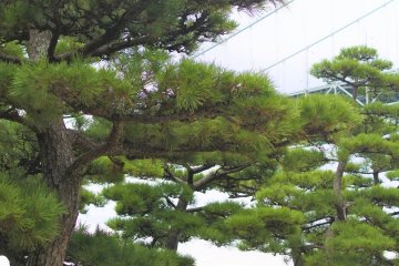 The big pine trees and the bridge