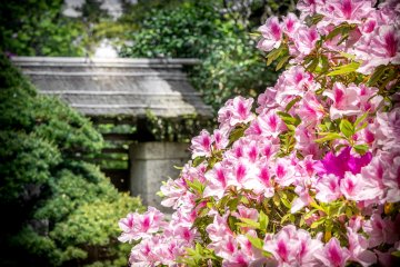 Japanese azaleas generally bloom from around mid-April to May, making a great addition to the post-cherry blossom season
