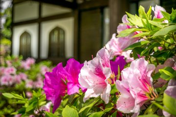 I personally find azaleas more interesting than cherry blossom because these flowers come in a much wider, variety of colors
