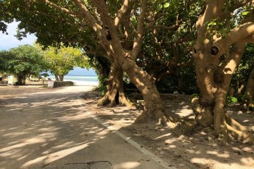 Beachcombing Fun at Kaiji Beach