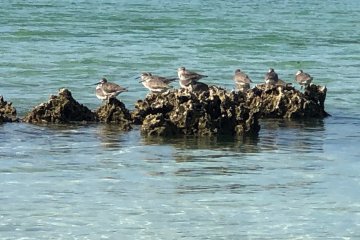 Birds on the coral reef at Kaiji Beach