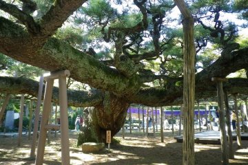 Tokyo's Natural Monuments