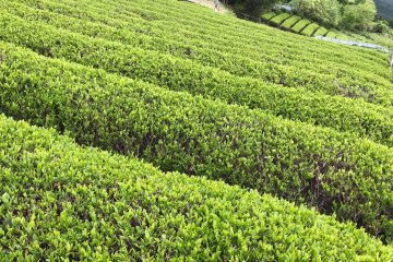 Row upon row of tea bushes 