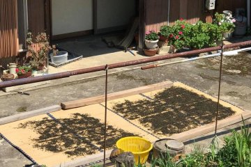 Tea leaves dry in the sunshine