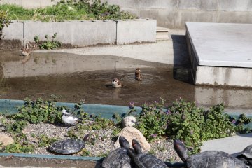 Burung-burung yang bersantai di kolam