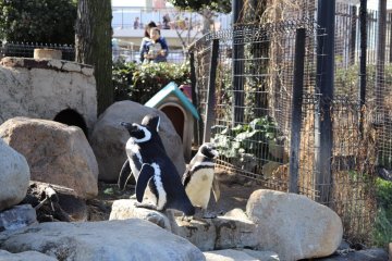 Penguin