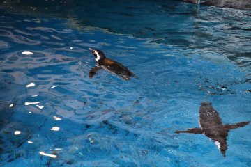 Penguin yang berenang