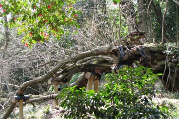Another view of the tree stump