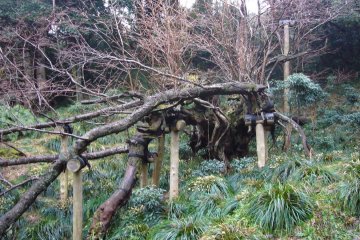 A National Special Natural Monument in Tokyo