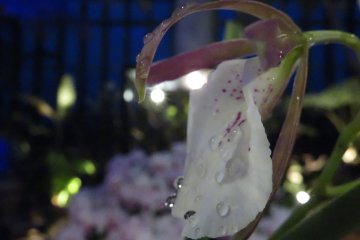 A glistening lily in the moonlight at the Miracle Planet Museum of Plants next door