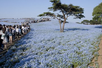 Hitachi Seaside Park, Ibaraki