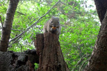 Tupai sehat di Kamakura