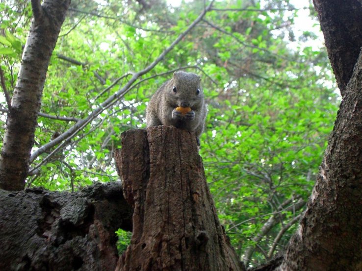 Tupai sehat di Kamakura