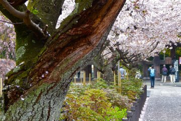 Cherry blossoms at the temple