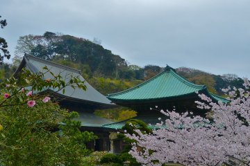 Cherry blossoms on a cloudy day