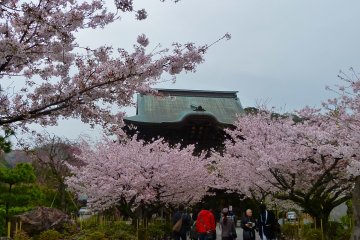 Let's walk through a cherry blossom tunnel