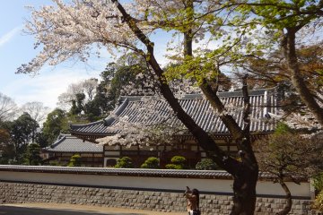 San-mon Gate with cherry trees is very photogenic