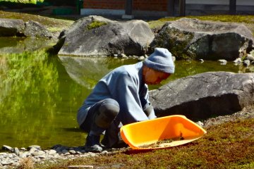 Taking care of the moss in the garden