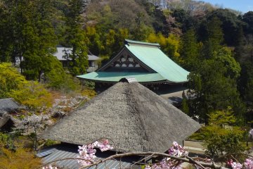 My favorite view: a Weeping Cherry tree and the temple complex