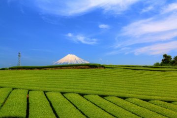 Tea plantation, Shizuoka