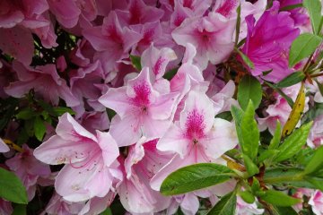Rhododendron Mountain in Totsukawa Village
