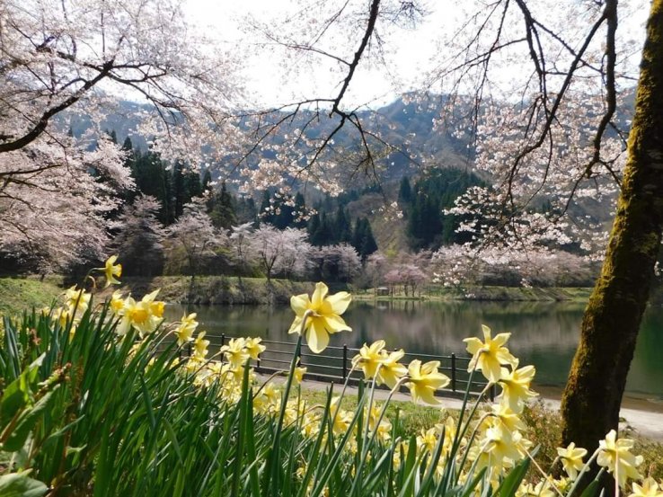 Osaki Dam Park is a popular local springtime spot