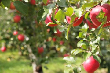 Pick your own fruit while at this craft village