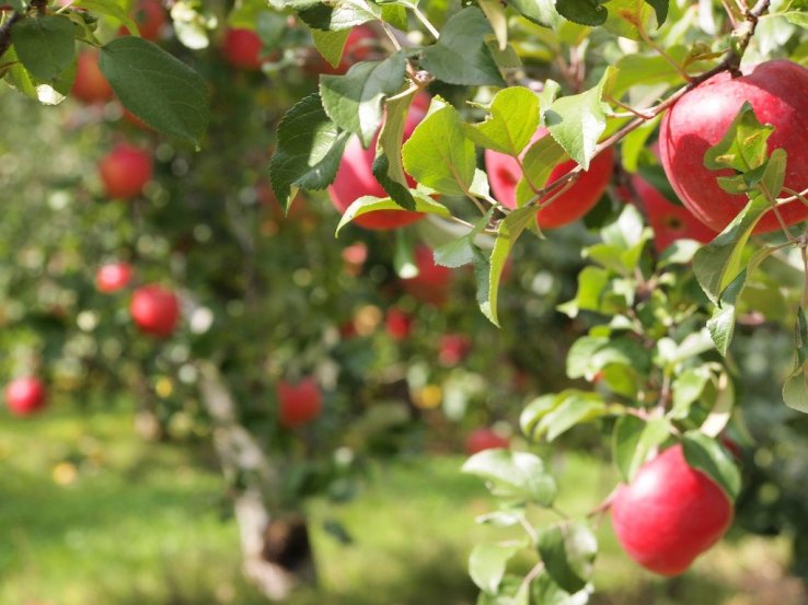 Pick your own fruit while at this craft village