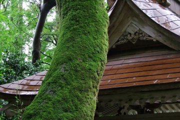Moss climbing a tree