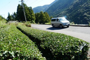 Tee plantations in the highlands of Fukui