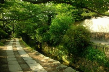 Life in the slow lane near the Path of Philosophy
