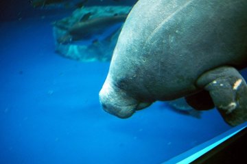 A dugong at Toba Aquarium