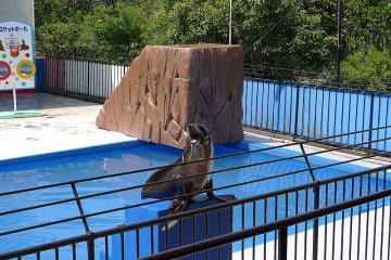 A sea lion performs at Dolphin Island