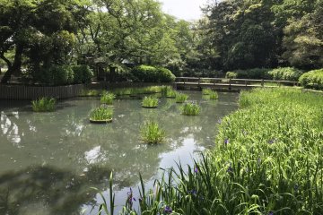 Irises had begun to bloom