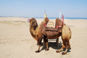 Japan's only sand dunes are found in Tottori
